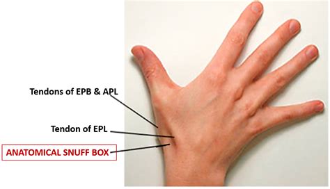 small metal snuff box|anatomical snuff box teach me anatomy.